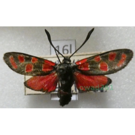Zygaena carniolica (Scopoli, 1763) Czech16l